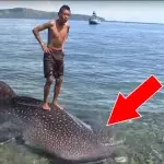 Tourist aus Russland rettet Walhai