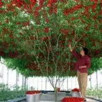 Octopus Tomato Tree: Die Pflanze, die alle Rekorde bricht