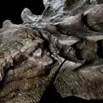 110 Millionen Jahre alter Dinosaurier in Kanada entdeckt