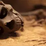 11.500 Jahre altes Mädchen gibt Aufschluss über erste amerikanische Vorfahren
