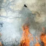 Aborigines kennen sie schon lange: "Feuervögel" vergrößern die Buschbrände