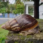 Afrikanische Riesenschnecke
