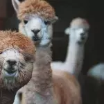 Alpacas können zur Heilung von Corona beitragen