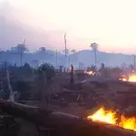 Amazonas in Flammen