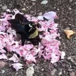 Ameisen ehren tote Hummel