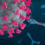 Antibodies attacking coronavirus particle