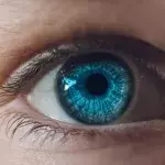 Auge