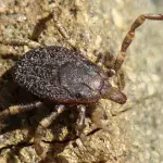 Beim Spaziergang im Wald ist Vorsicht geboten
