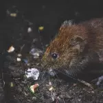 Bis ins 18. Jahrhundert wütete die Pest in Europa