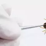 Biss dieser Zecke programmiert euer Immunsystem neu
