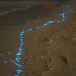 Blaues Schimmern am Strand
