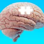 Brain puzzle missing a piece
