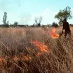 Buschfeuer in Australien: Aborigines haben jahrtausendealte Lösung