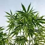 Cannabis könnte ernsthafte Krankheiten heilen