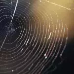 Darum ist Spinnenseide fünfmal solider als Stahl