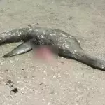 Loch Ness lässt grüßen: Seltsame Kreatur am Strand angespült