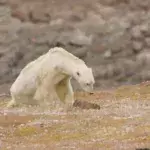 Dramatisches Eisbär-Video zeigt, wie es um die Tierart bestellt ist