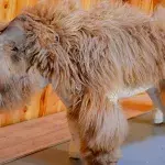 Wissenschaftler hauchen Baby-Wollnashorn aus der Eiszeit neues Leben ein