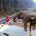 Wenn ein Elefant einen Bahnübergang überqueren will