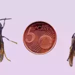 Asiatische Riesenhornisse erobert Europa