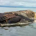 Indonesien: Seltsame Kreatur am Strand angespült