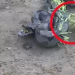 Schlange sucht sich das falsche Opfer aus: Nach der Attacke ist sie komplett verändert (Video)