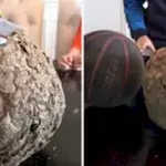 Sie schneiden ein Wespennest auf