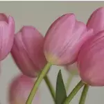 Tulpen: Schnittblumen länger frisch halten