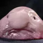 Das sind die hässlichsten Tiere der Welt