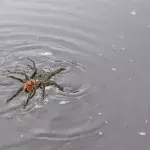 Auch Riesenspinnen können schwimmen: Das beweist dieses Video