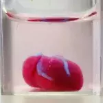 Forschern gelingt es, lebenswichtiges Organ aus menschlichem Gewebe 3D zu drucken
