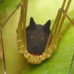 Forscher trifft auf kleines Tier im Regenwald: Es hat einen extrem seltsamen Kopf!