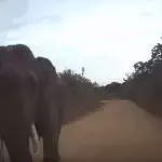 Safari-Jeep nähert sich einem Elefanten: Plötzlich greift das Tier an
