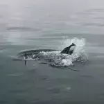 Weißer Hai reißt sich einen Delfin: Doch dann taucht ein noch größerer Hai auf