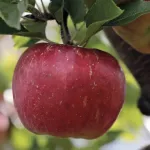 Sind die Äpfel in diesem Jahr wirklich kleiner?