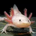 Der Axolotl kann sich selbst heilen
