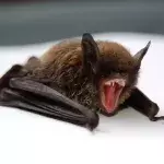 Die Haltung von Fledermäuse wurde verheimlicht