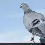 Die Vorgänger von Drohnen sind Tauben und zwar ganz besondere