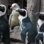 Diese Pinguine sprechen wie Menschen