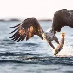 Dieser legendäre Raubvogel kehrt nach 240 Jahren endlich zurück.