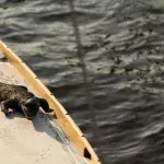 Ein Alligator auf einem weißen Boot