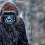 Ein Gorilla im Zoo von San Diego
