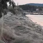 Ein riesiges Spinnennetz in Griechenland