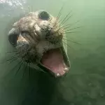 Ein See-Elefant mit Jagdlust