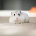 Ein süßer Hamster