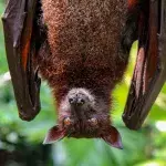 Eine kopfüberhängende Fledermaus im Zoo von Singapur