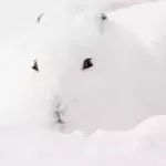 Eine optische Täuschung macht auf TikTok die Runde.