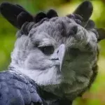 Einer der größten Raubvögel und vorm Aussterben bedroht: die Harpyie