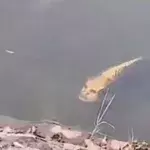 Fisch mit "menschlichem Gesicht" gruselt das Internet