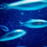Fisch, Tiefsee, laufender Fisch